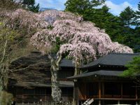 田母沢御用邸の桜の写真