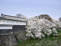 霞城公園の桜の写真