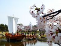 日和山公園（山形県）の桜の写真