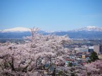 天童公園（舞鶴山）の桜の写真