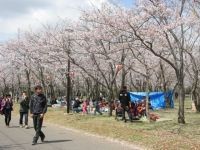 神之池緑地の桜の写真