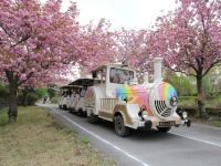 天平の丘公園の桜の写真