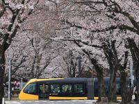 かしの森公園の桜の写真