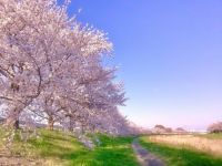 こだま千本桜の写真