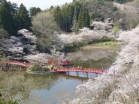 茂原公園の桜の写真