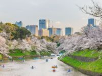 千鳥ヶ淵緑道の桜の写真