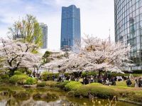 六本木ヒルズ 毛利庭園・六本木さくら坂の桜の写真