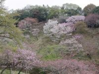 森林総合研究所 多摩森林科学園の桜の写真