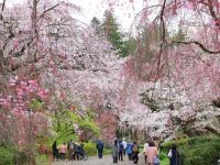 神代植物公園の桜の写真