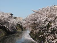 大岡川プロムナードの桜の写真