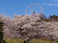 さがみ湖MORI MORIの桜の写真