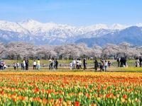 あさひ舟川「春の四重奏」の桜の写真