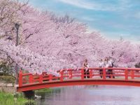 須坂市臥竜公園の桜の写真