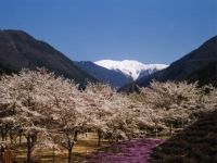 大西公園の桜の写真