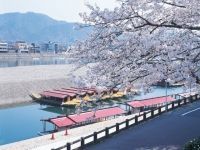 岐阜公園・長良川堤・鵜飼桜の写真