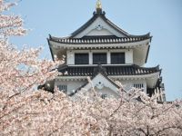 墨俣一夜城・犀川堤の桜の写真