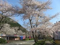 寺尾ヶ原千本桜公園の桜の写真