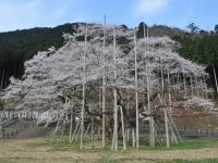 天然記念物 根尾谷淡墨ザクラの写真