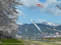 相川水辺公園の桜の写真