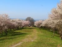 キリン木曽川水源の森の桜の写真