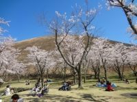 大室山山麓さくらの里の写真