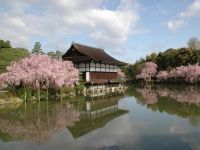 平安神宮の桜の写真