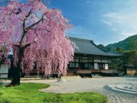 高台寺の桜の写真