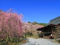 天龍寺の桜の写真