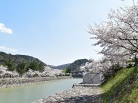 宇治橋上流の桜の写真