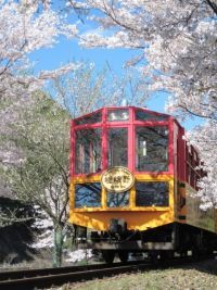 保津峡の桜の写真