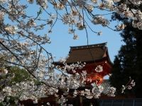 石清水八幡宮の桜の写真