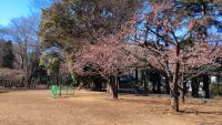 林試の森公園の桜の写真