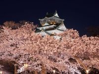 大阪城公園の桜の写真