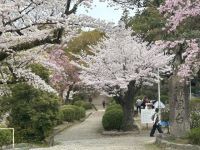 五月山緑地の桜の写真