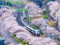 山中渓の桜の写真