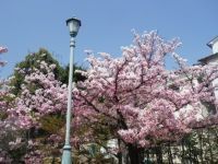 岡本南公園の桜の写真