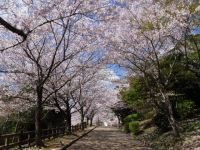 須磨浦公園の桜の写真