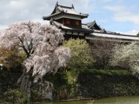 史跡 郡山城跡の桜の写真