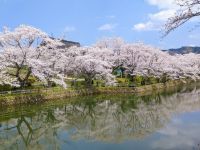 鹿野城跡公園の桜の写真