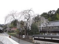 長瀬の大しだれ桜の写真