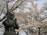 太鼓壇公園の桜の写真