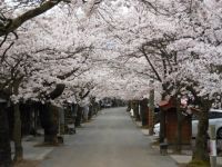 がいせん桜の写真