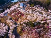 三休公園の桜の写真