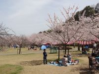 ピースリーホーム バンブー総合公園の桜の写真