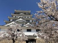 福山城公園の桜の写真