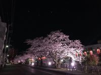 柿川沿いの桜の写真
