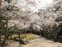 宮島の桜の写真