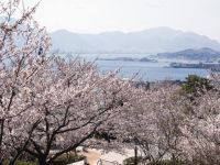 日和山公園（山口県）の桜の写真