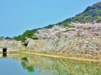 萩城跡 指月公園の桜の写真