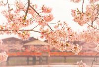 九華公園の桜の写真